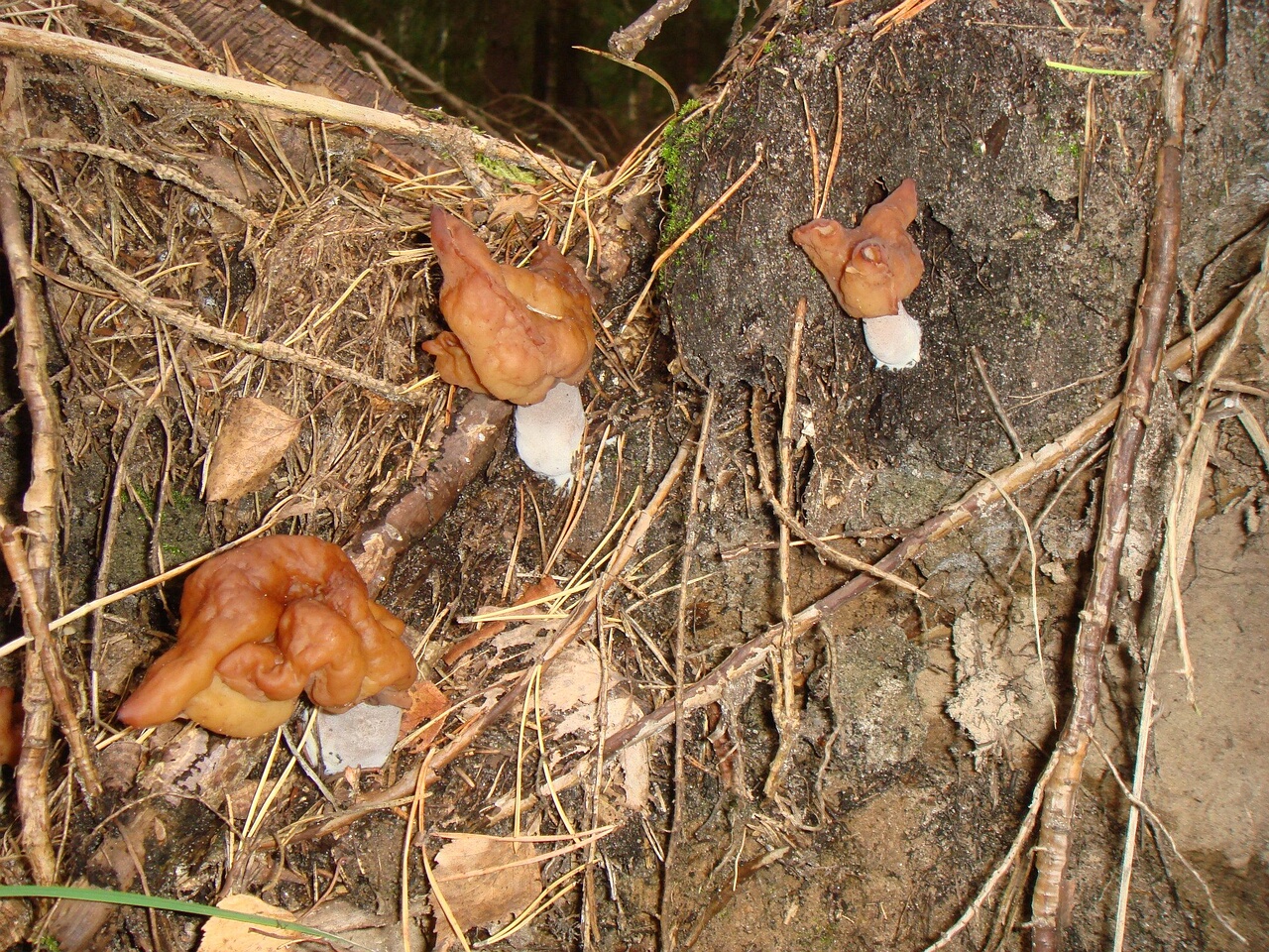 fungi-0004620