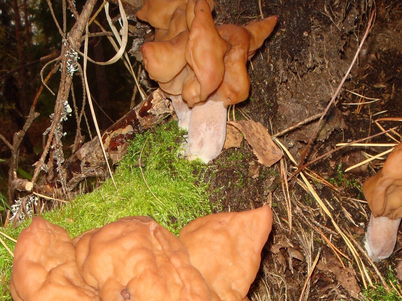 fungi-0004621