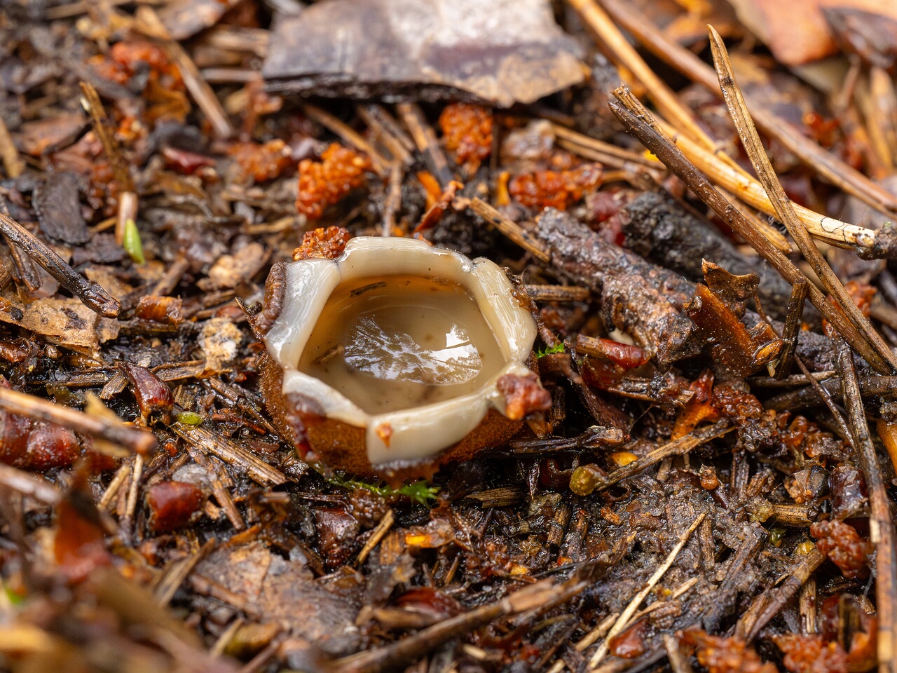 humaria-hemisphaerica_2024-09-12_1-3