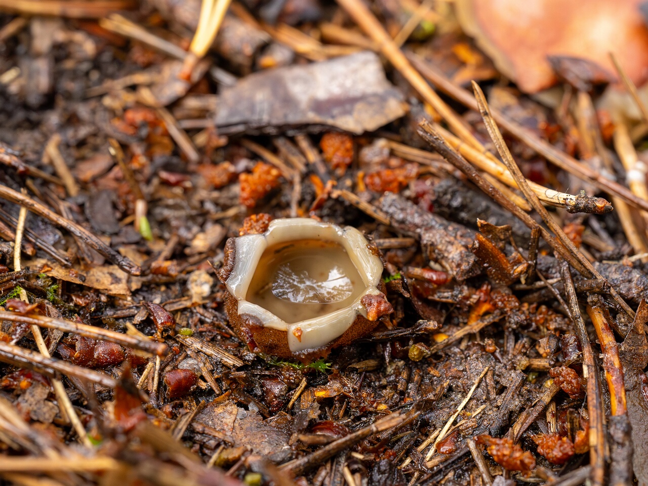 humaria-hemisphaerica_2024-09-12_1-6