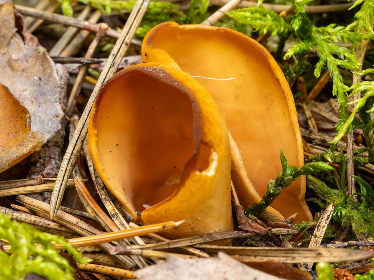 otidea-onotica_2023-09-10_1-5