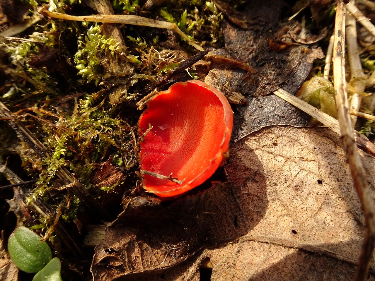 DSC07342