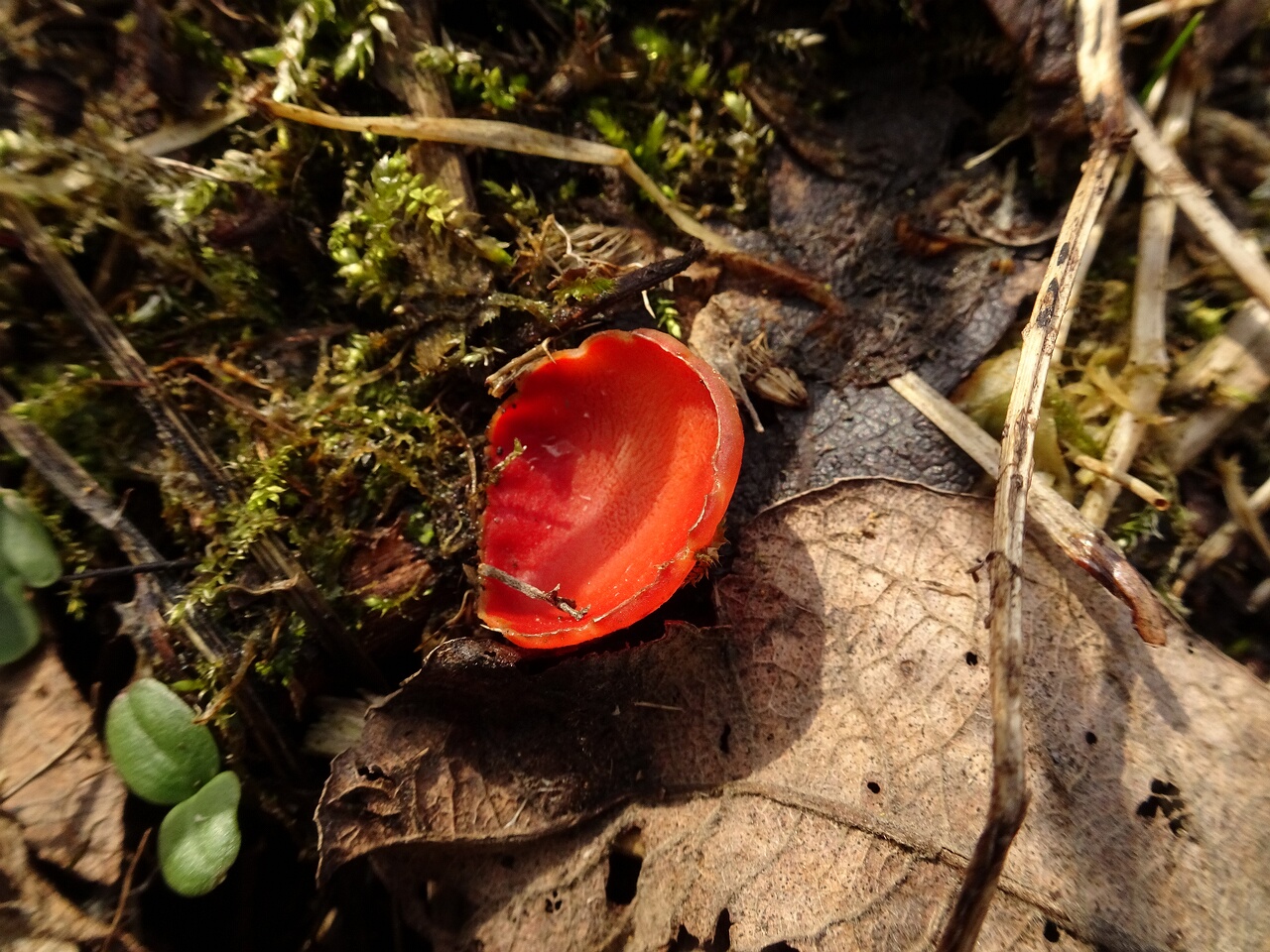 DSC07343