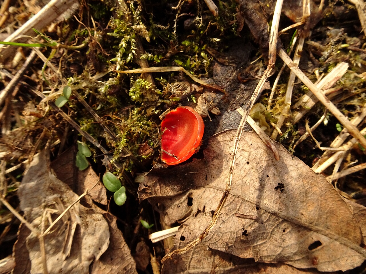 DSC07345