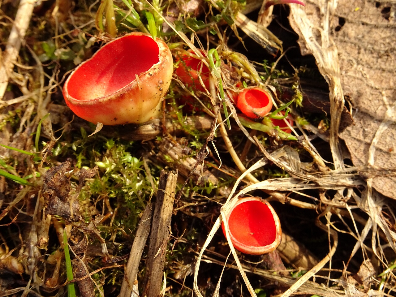 DSC07350
