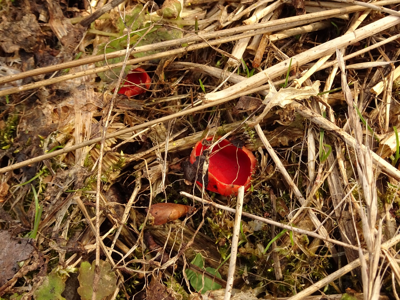 DSC07351