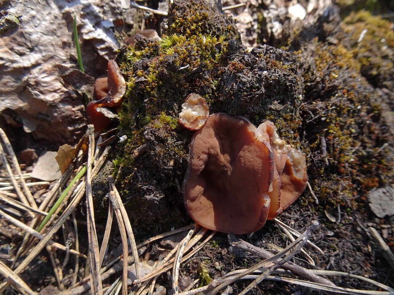 DSC05706