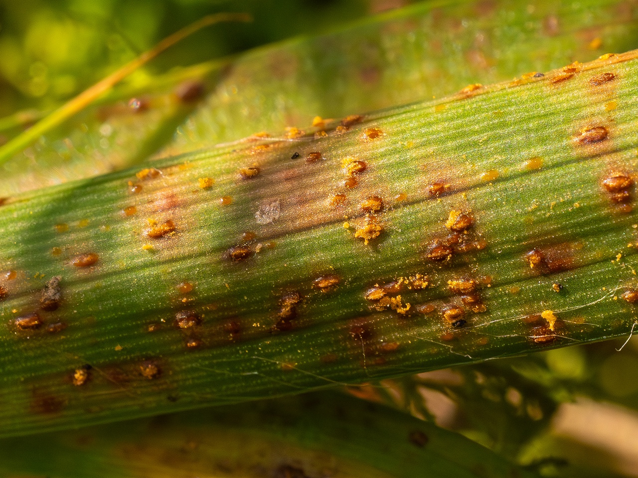 !Puccinia graminis _2025-09-07_1-8