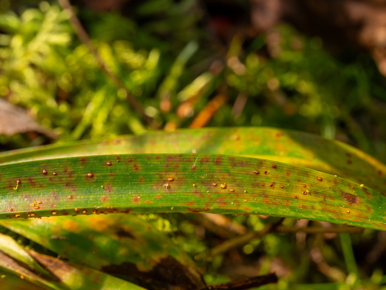 Puccinia graminis _2025-09-07_1-1