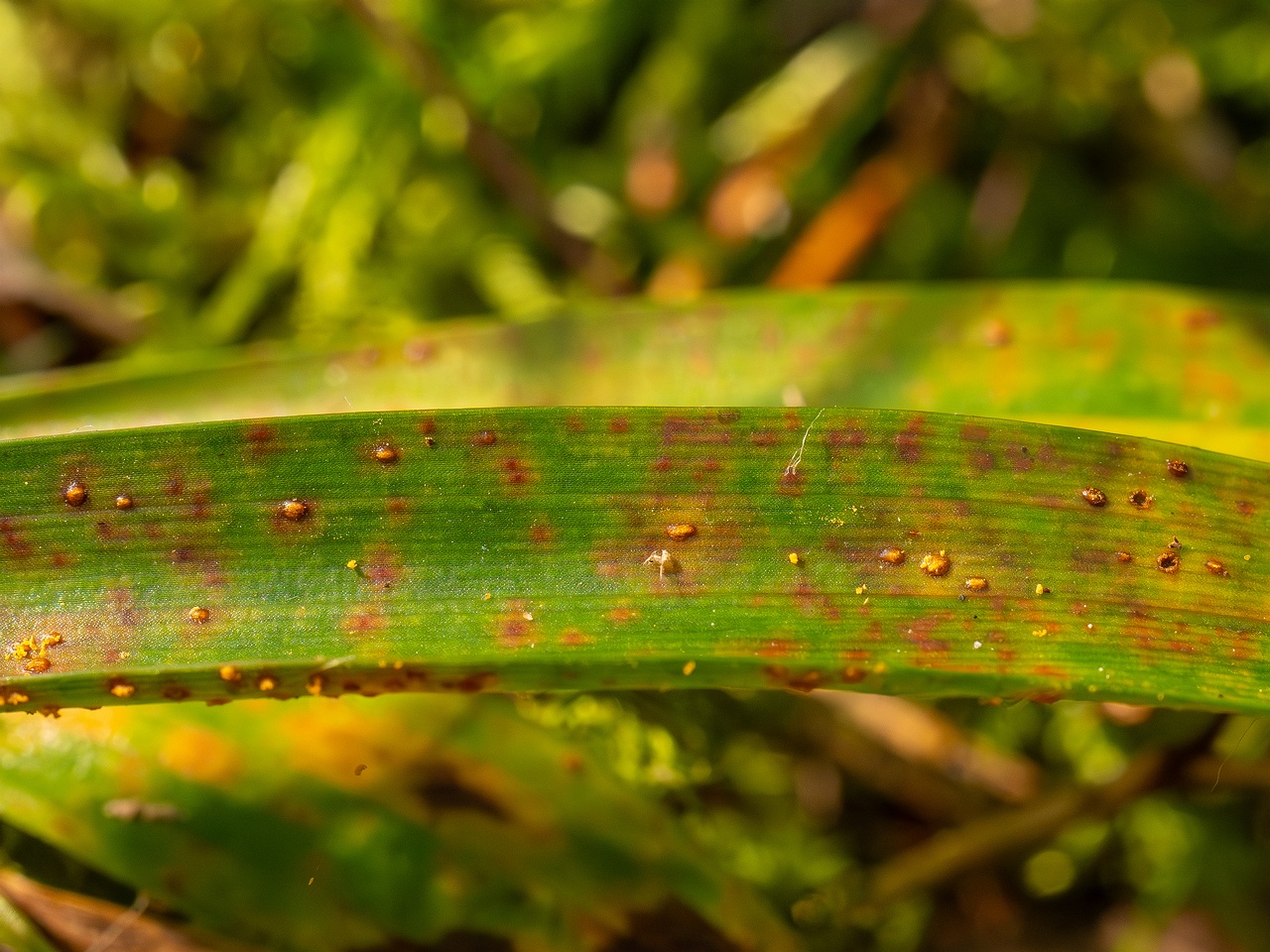 Puccinia graminis _2025-09-07_1-2