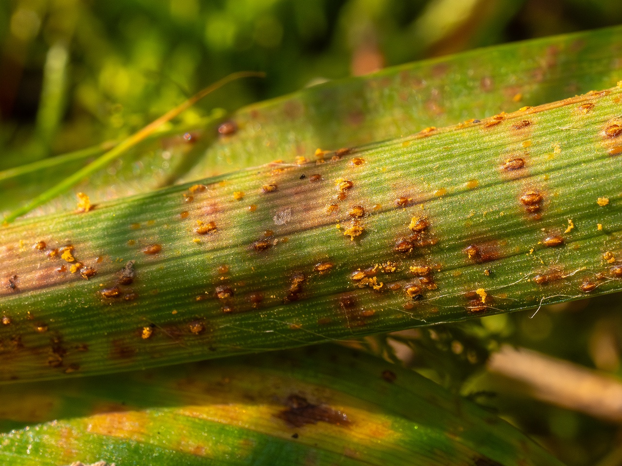Puccinia graminis _2025-09-07_1-3
