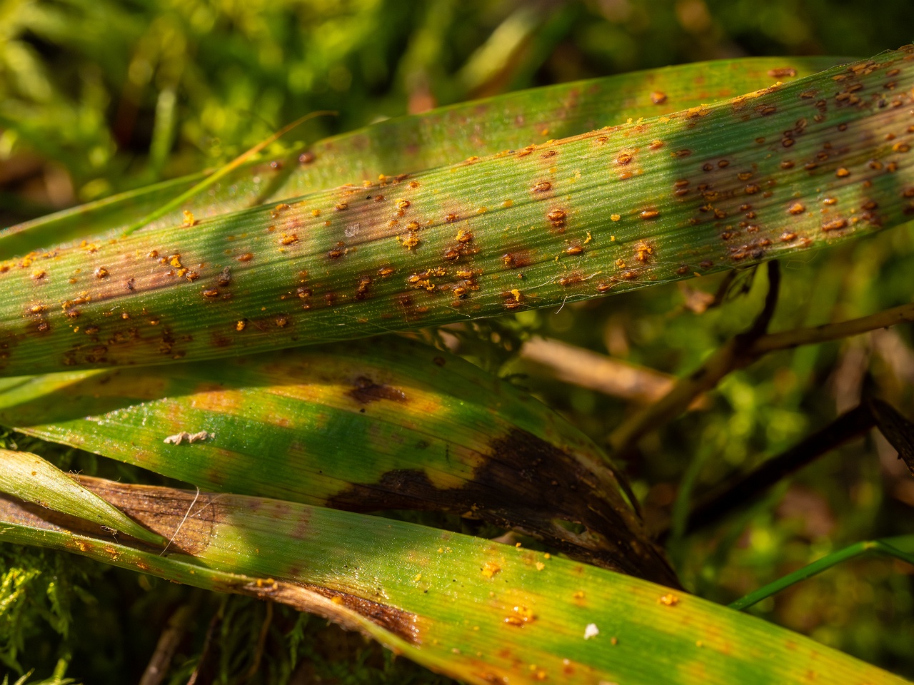 Puccinia graminis _2025-09-07_1-4
