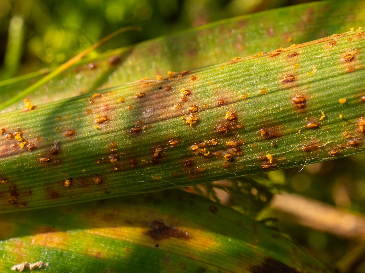 Puccinia graminis _2025-09-07_1-5