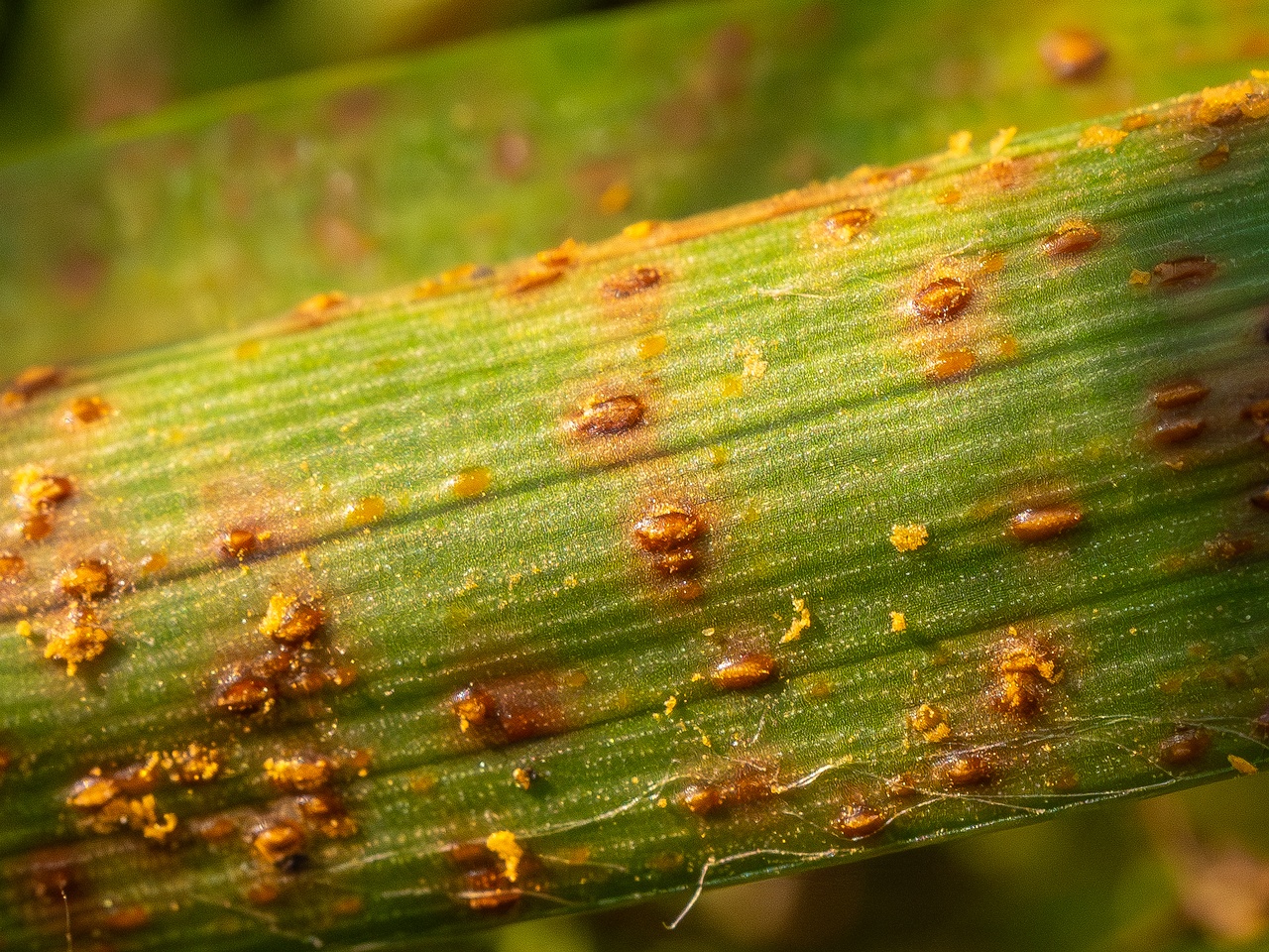 Puccinia graminis _2025-09-07_1-6