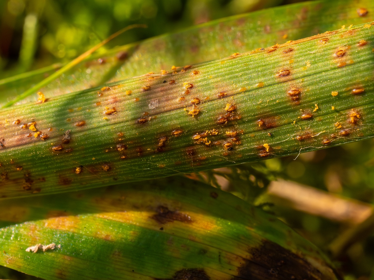 Puccinia graminis _2025-09-07_1-7