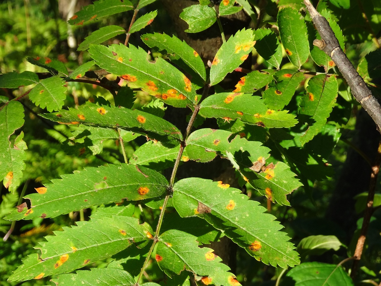 DSC05471