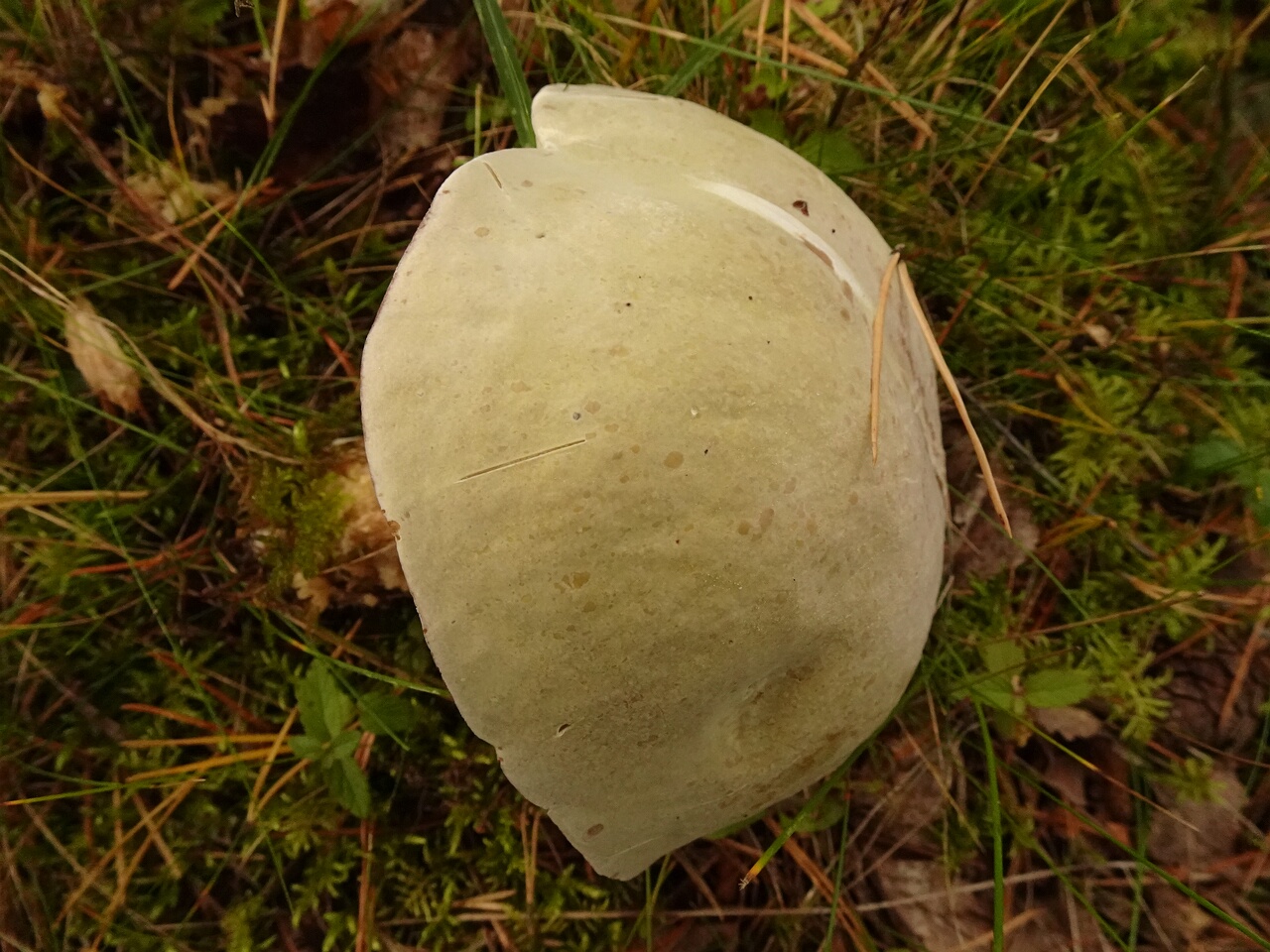 DSC06207