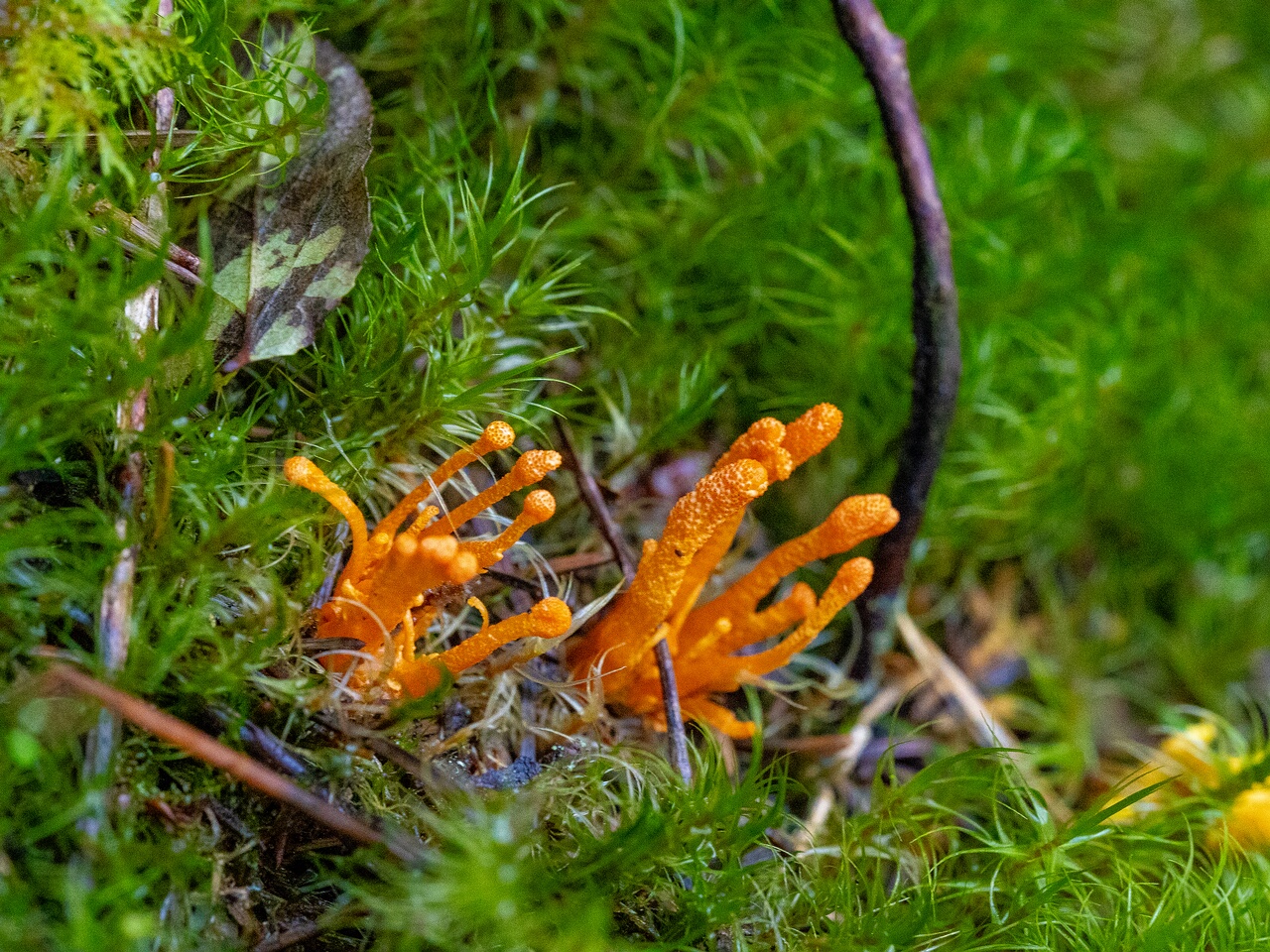 cordyceps-militaris_2023-09-14_1-1