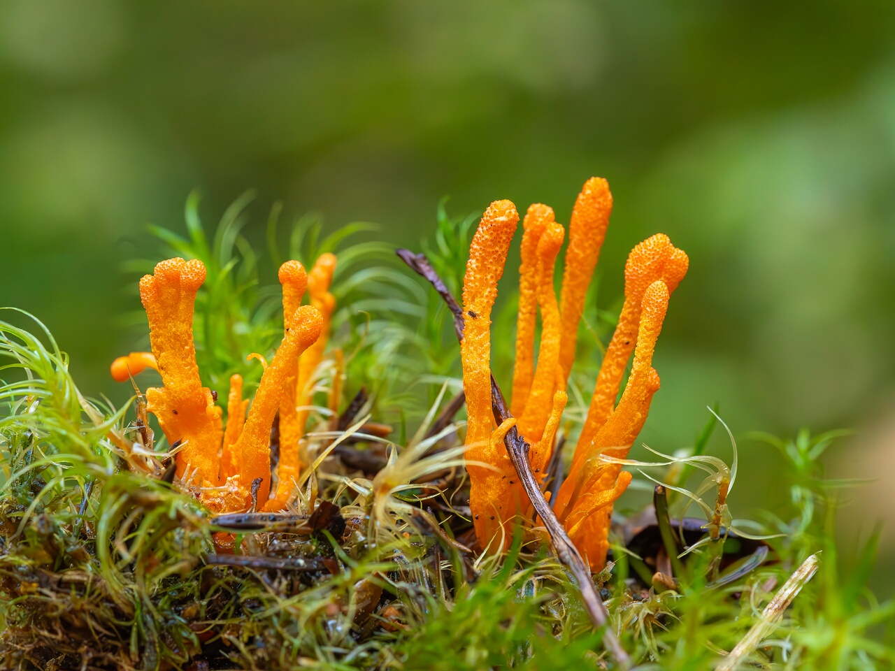 cordyceps-militaris_2023-09-14_1-10