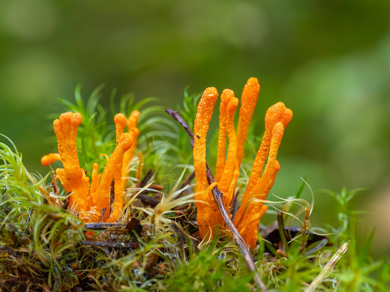 cordyceps-militaris_2023-09-14_1-11