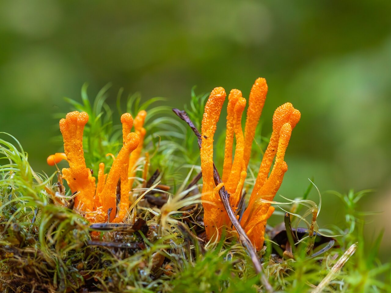 cordyceps-militaris_2023-09-14_1-12