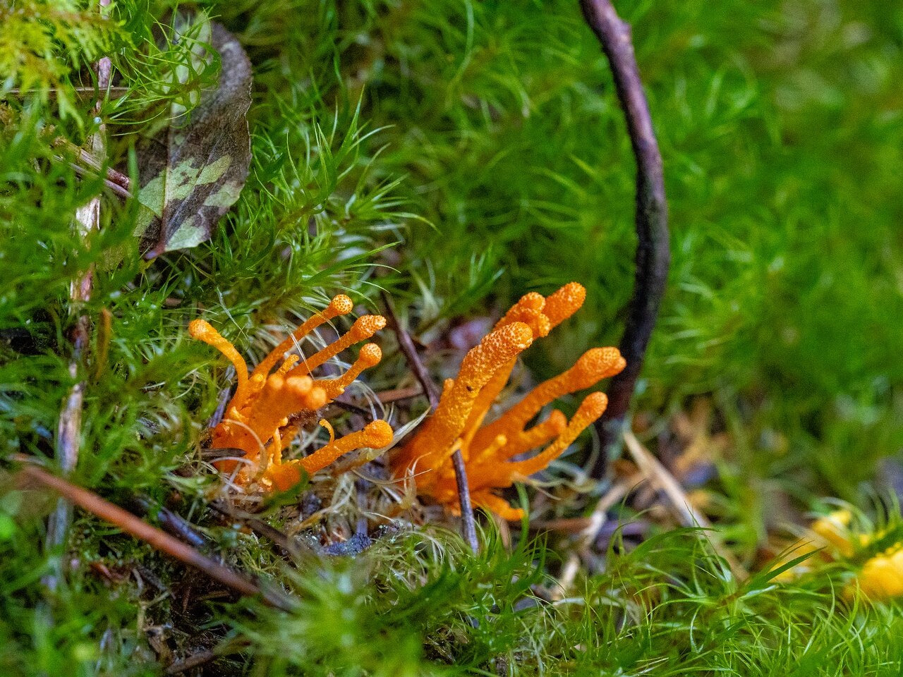 cordyceps-militaris_2023-09-14_1-2