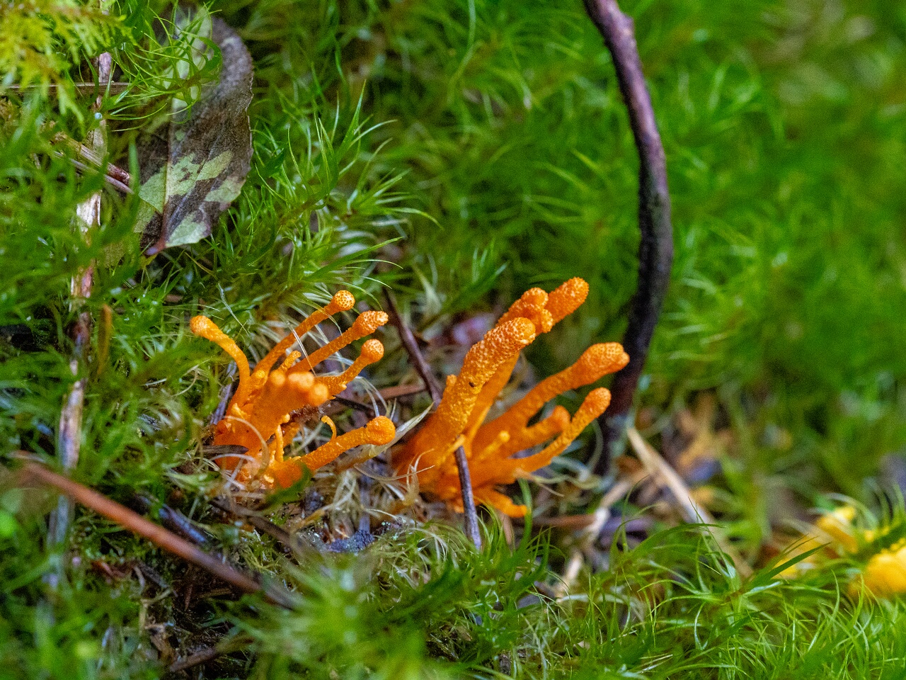 cordyceps-militaris_2023-09-14_1-3