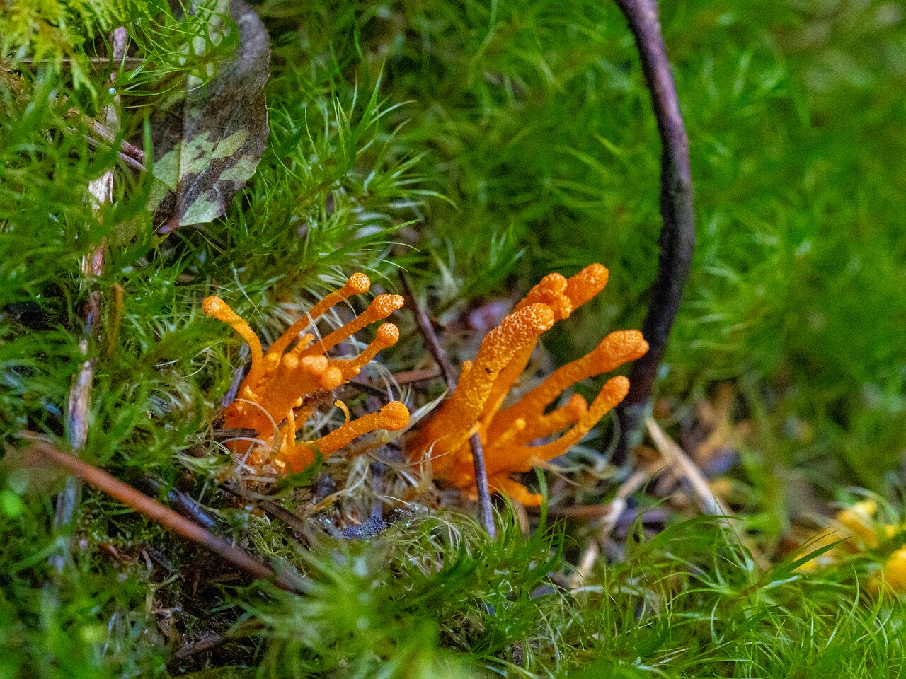 cordyceps-militaris_2023-09-14_1-4