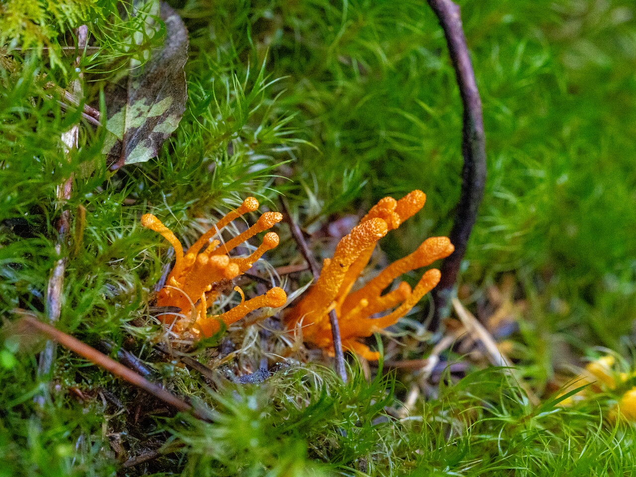 cordyceps-militaris_2023-09-14_1-5