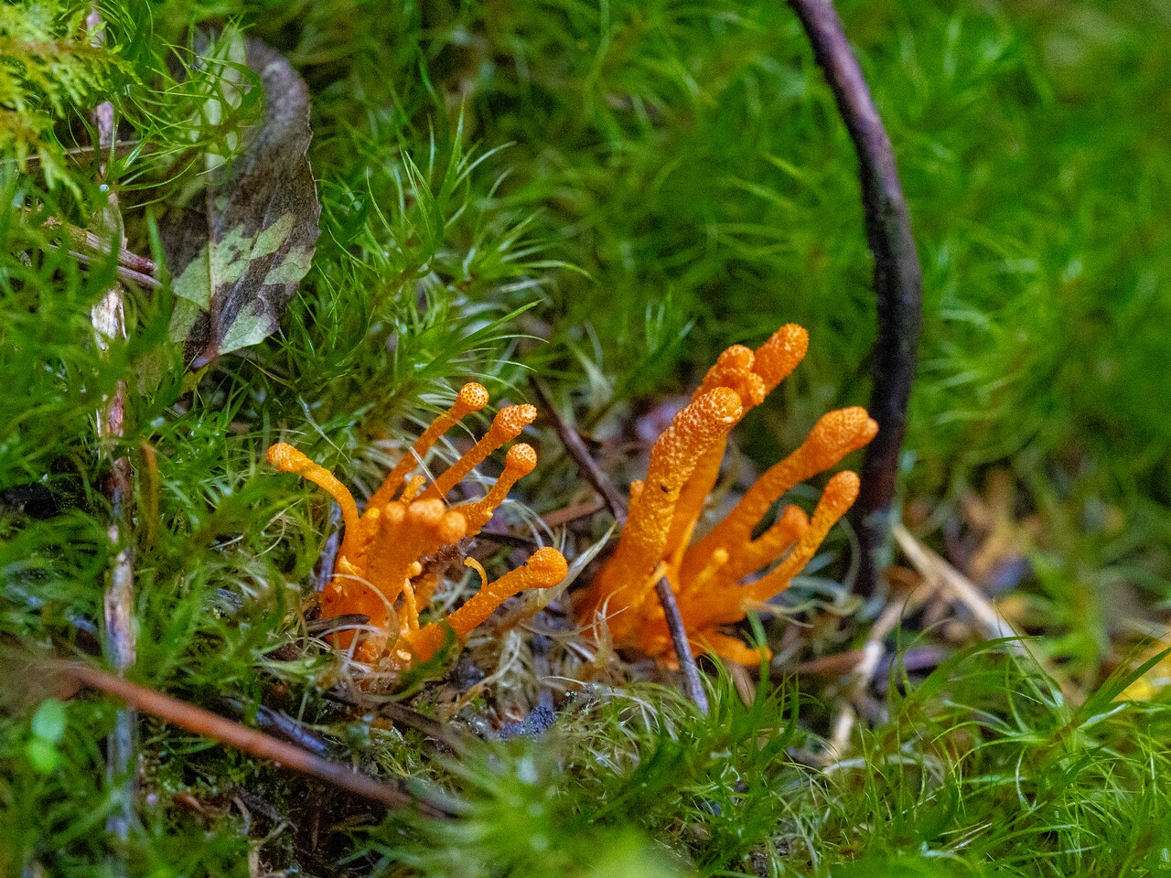 cordyceps-militaris_2023-09-14_1-6