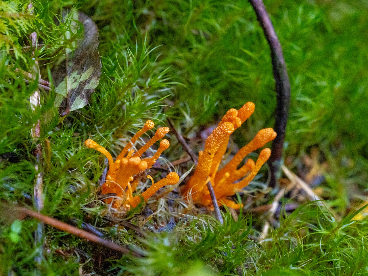 cordyceps-militaris_2023-09-14_1-7