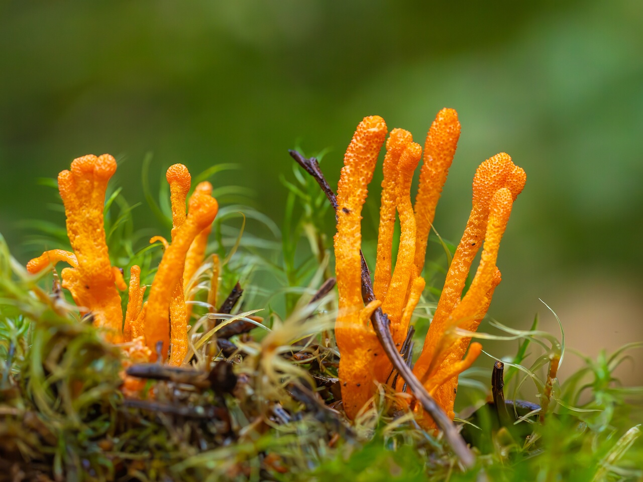 cordyceps-militaris_2023-09-14_1-8
