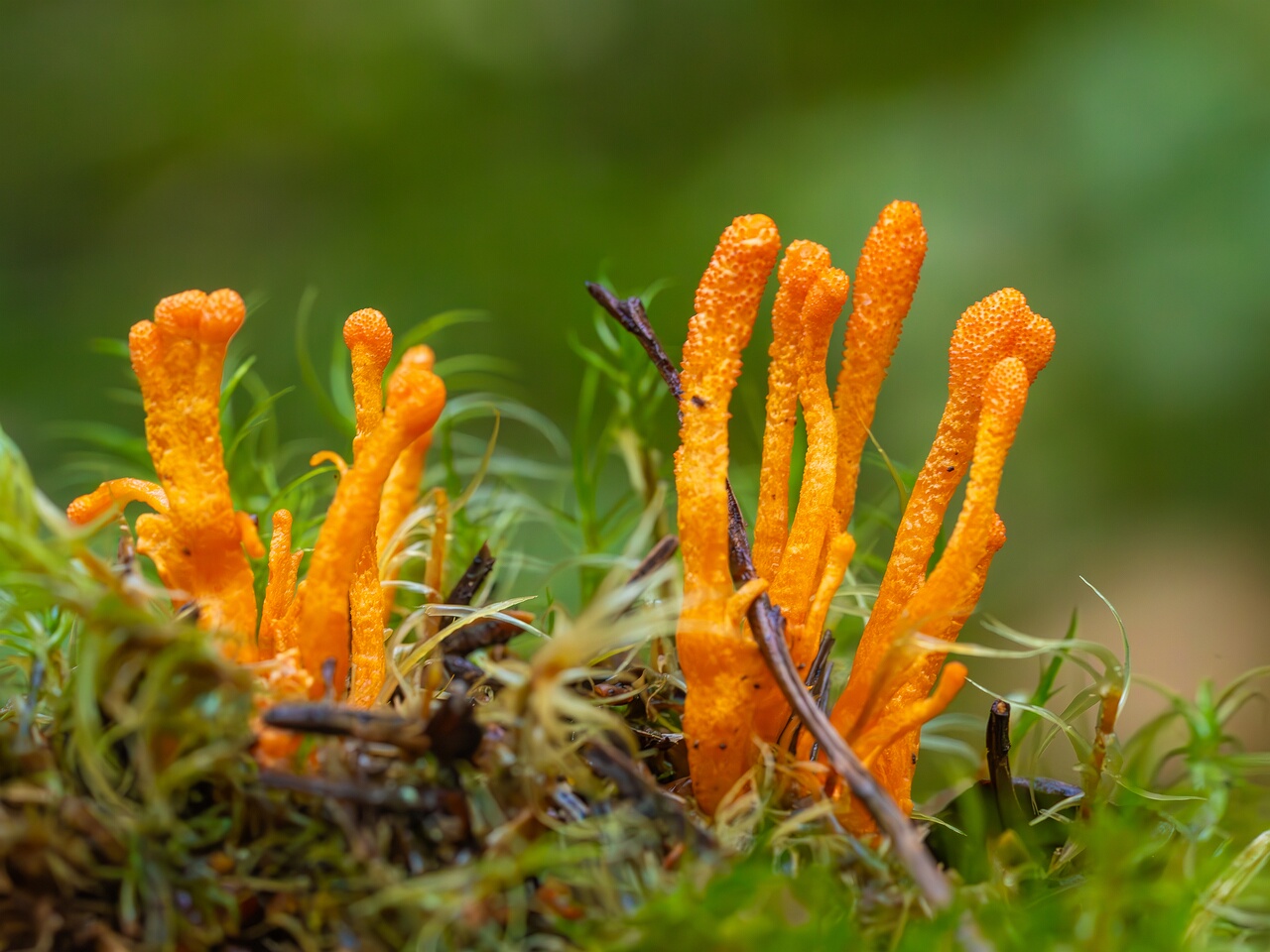 cordyceps-militaris_2023-09-14_1-9