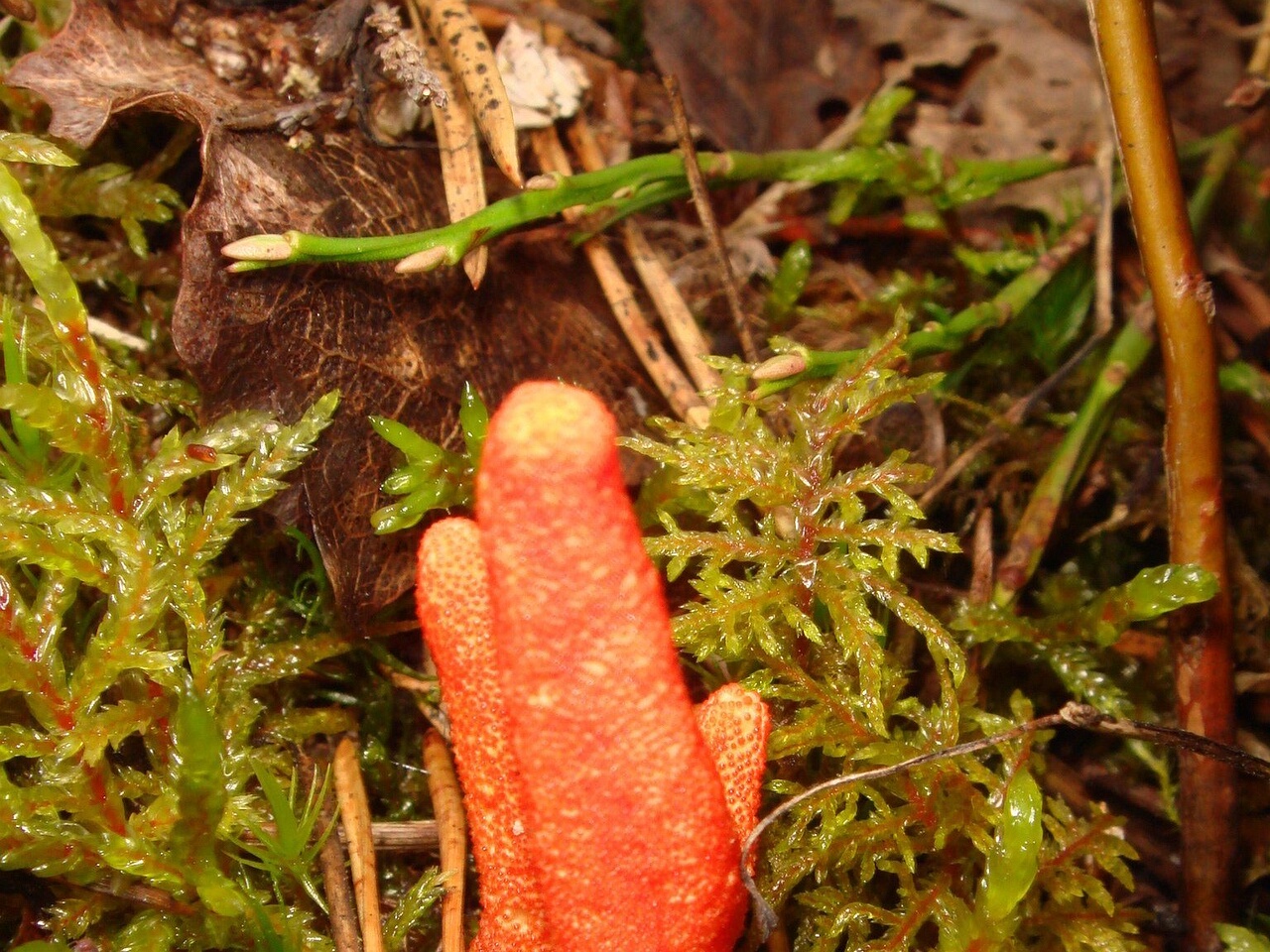 fungi-0003411