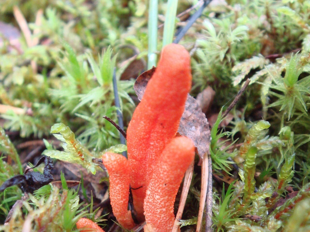 fungi-0003412