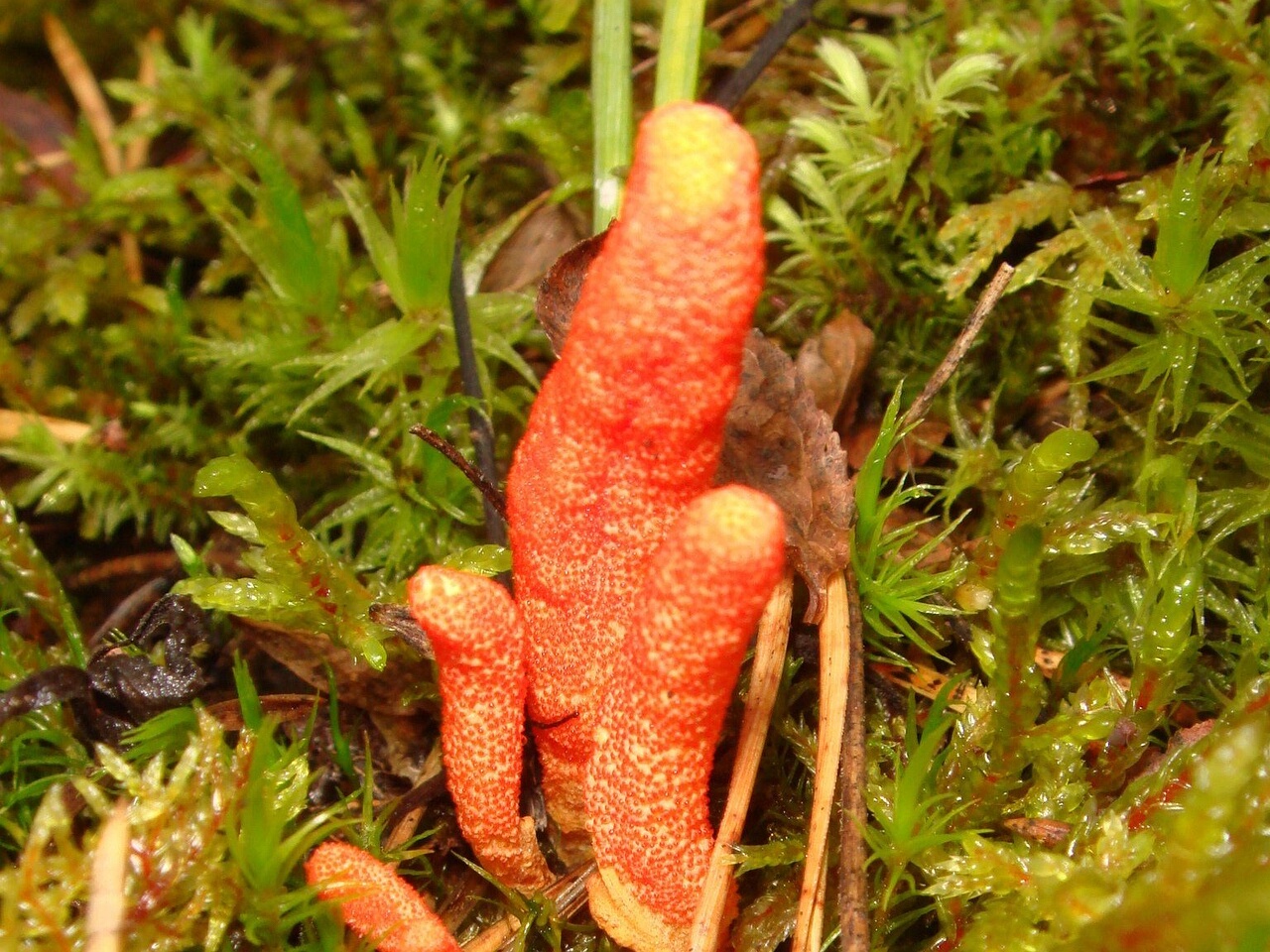 fungi-0003413