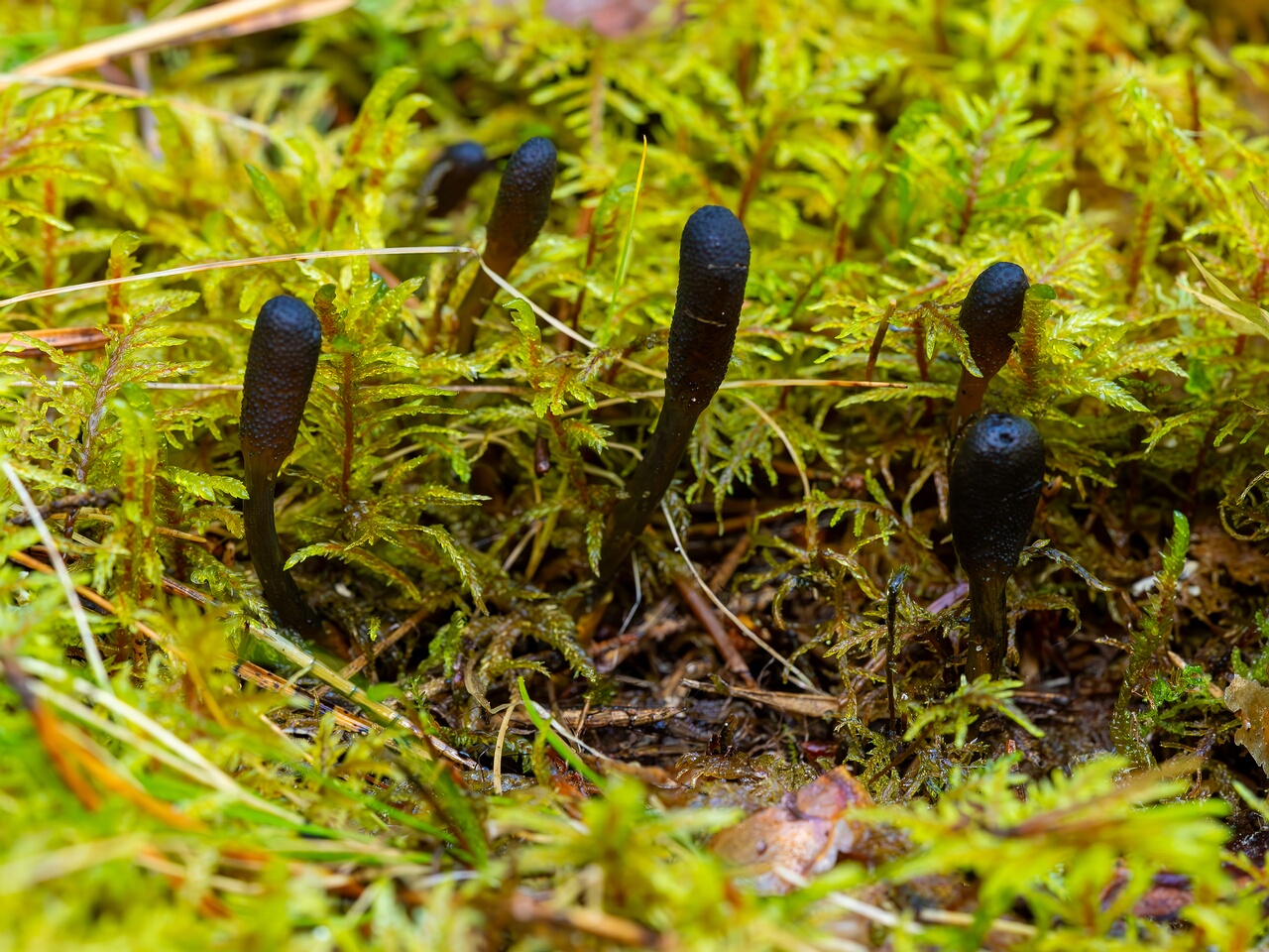tolypocladium-ophioglossoides_2023-09-14_1-6