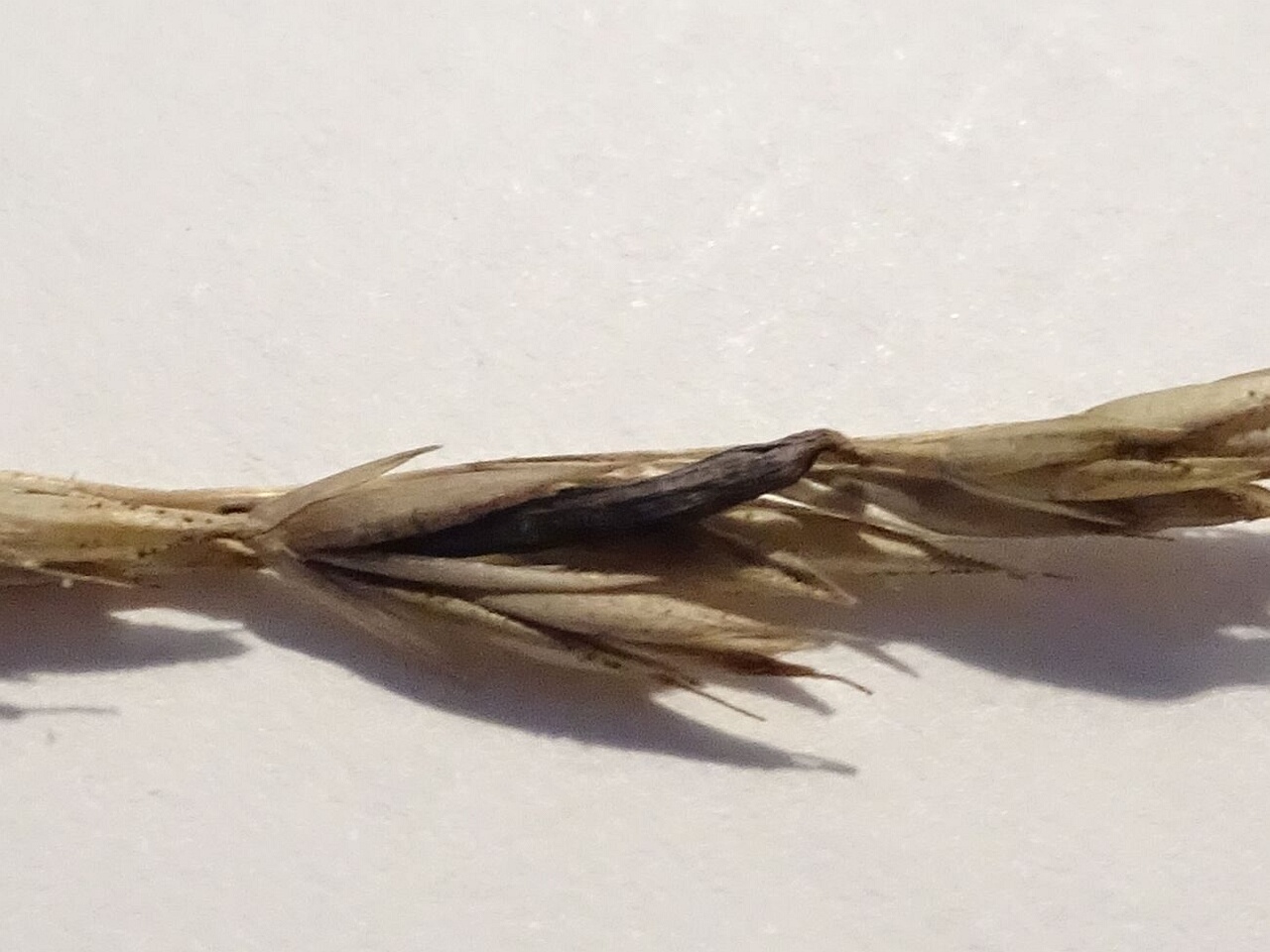 0DSC00347__