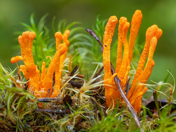 Кордицепсовые - Cordycipitaceae The Cordycipitaceae are a family of parasitic fungi in the Ascomycota, class Sordariomycetes and order Hypocreales. The...