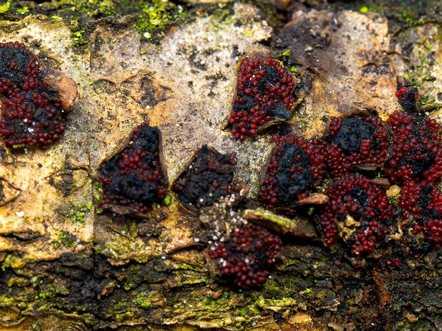 Нектриевые - Nectriaceae The Nectriaceae comprise a family of fungi in the order Hypocreales. It was circumscribed by brothers Charles and Louis...