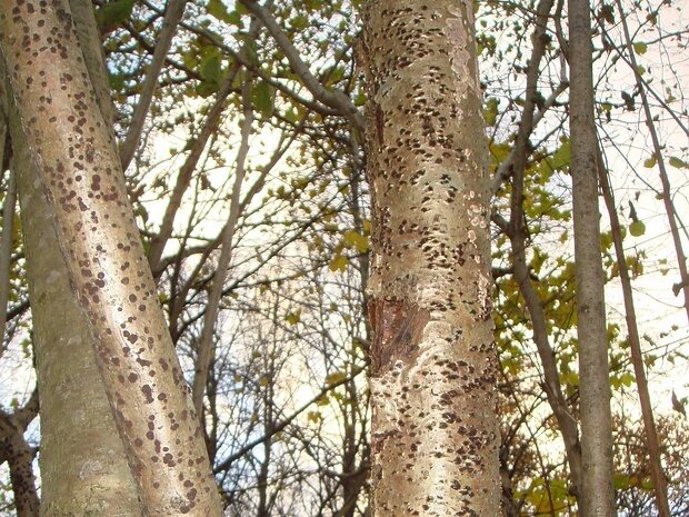 Диатрипелла бородавчатая - Diatrypella verruciformis