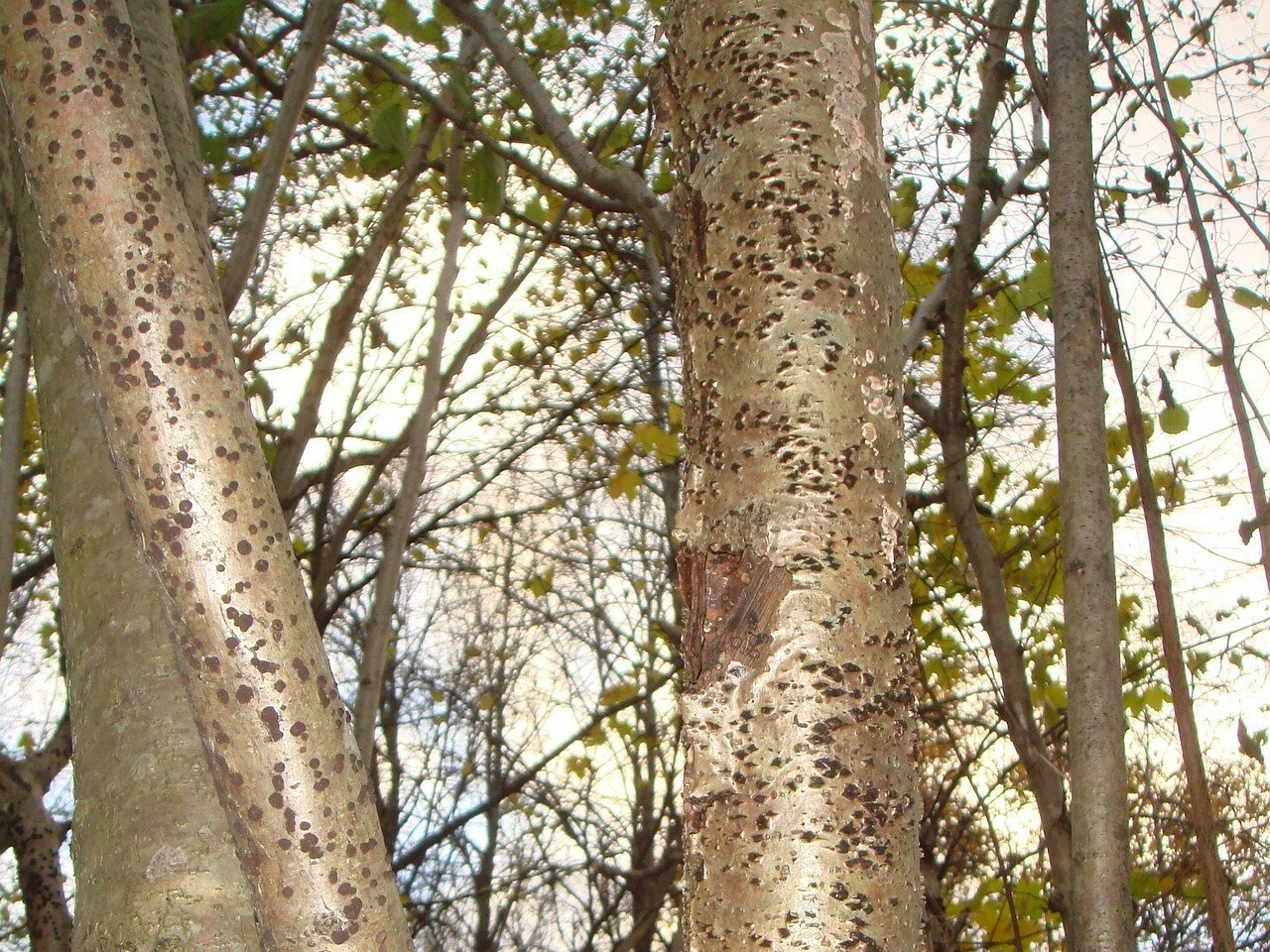 fungi-0004271