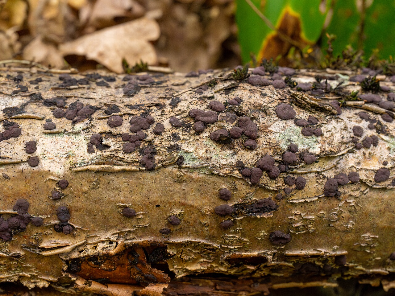 hypoxylon-fuscum_1-6