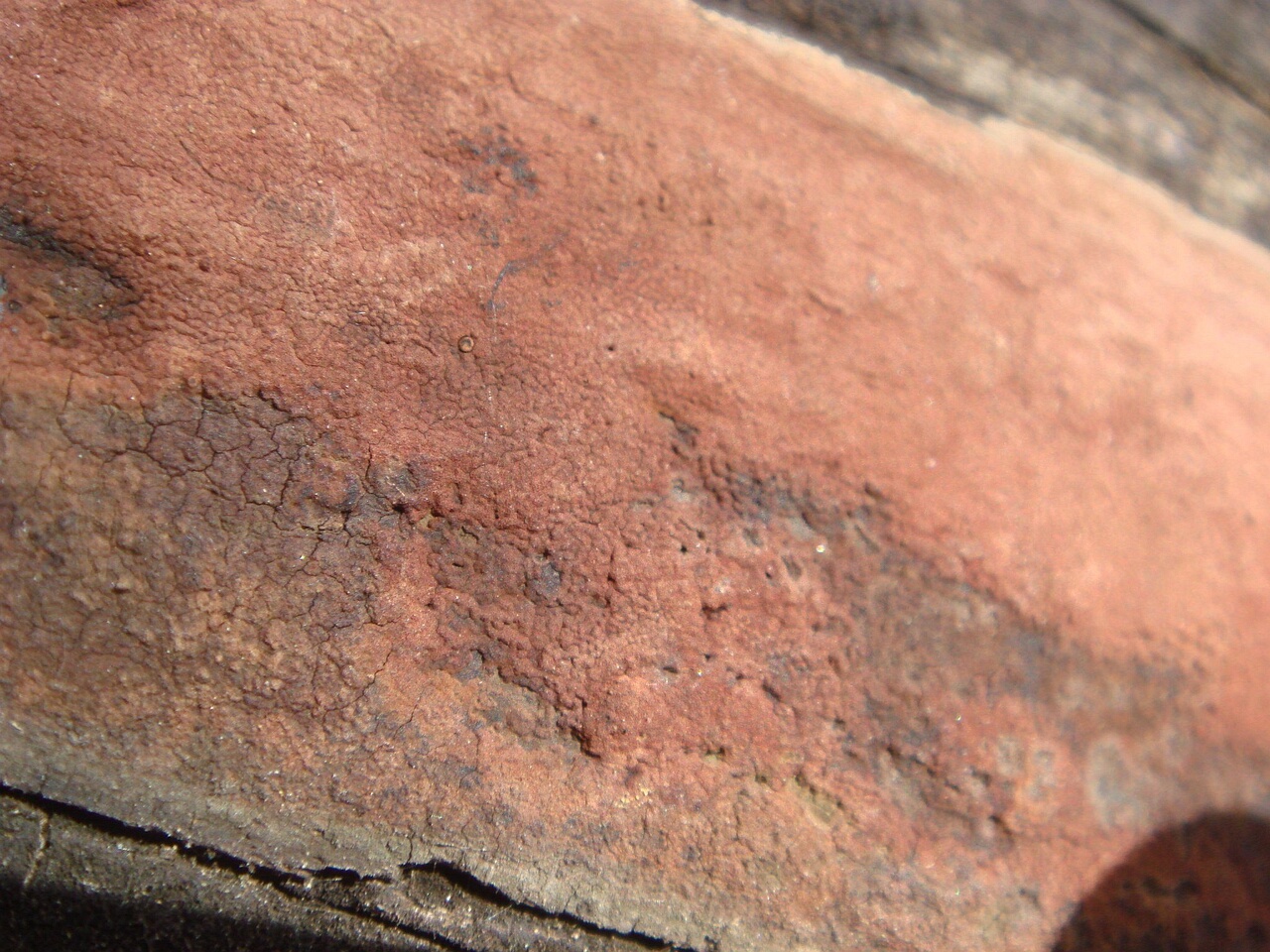 fungi-0003038