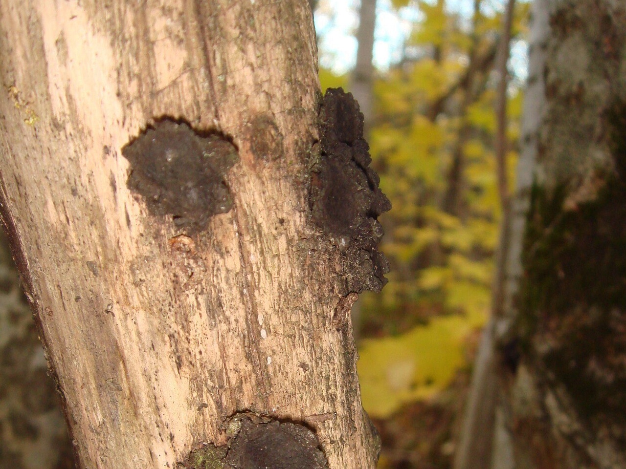 fungi-0004280