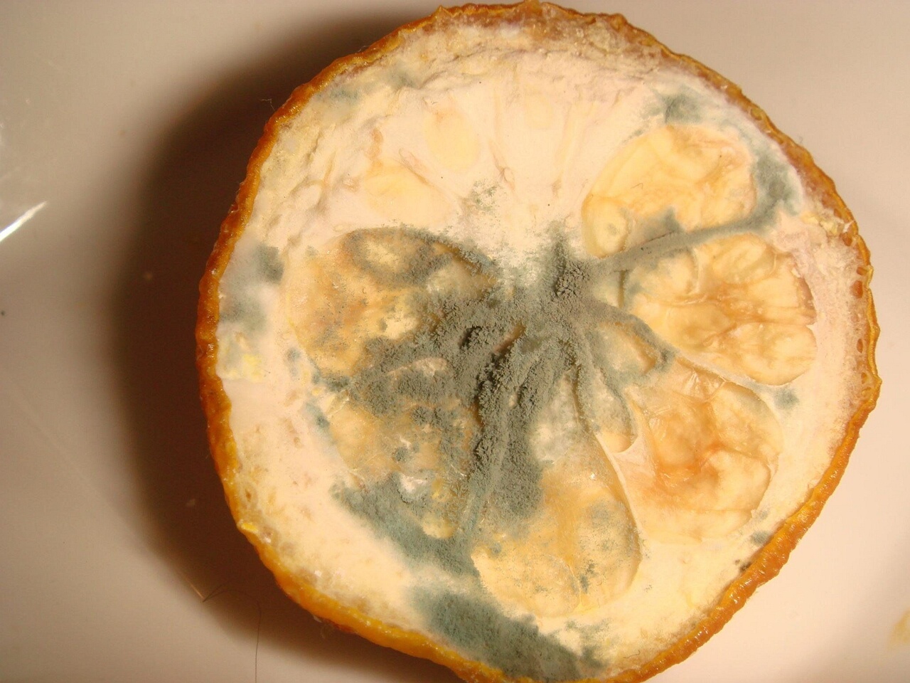 fungi-0002346