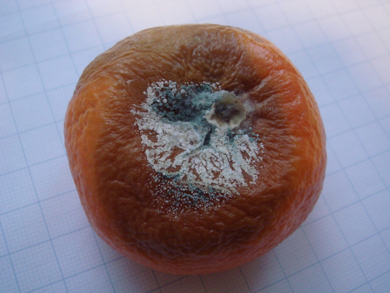 fungi-0002640