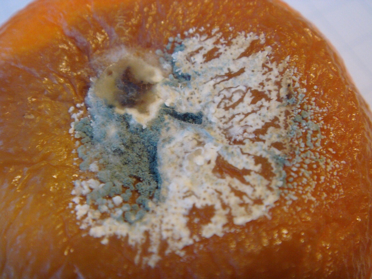 fungi-0002642