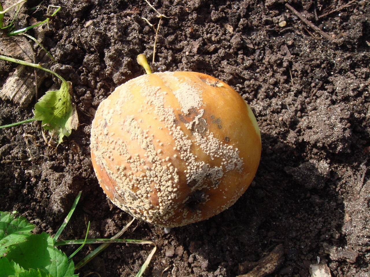 0fungi-0003255