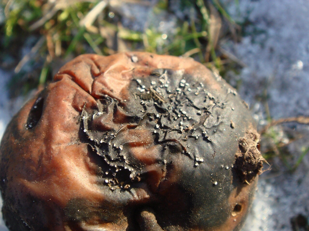 fungi-0002661
